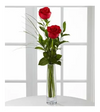 Single Red Rose in Vase