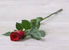 Single Wrapped Rose