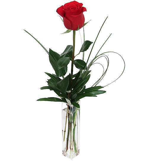 Single Red Rose in Vase